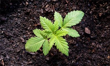 image of small cannabis plant